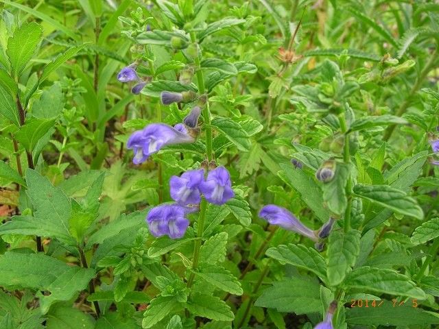 今年の野草２４