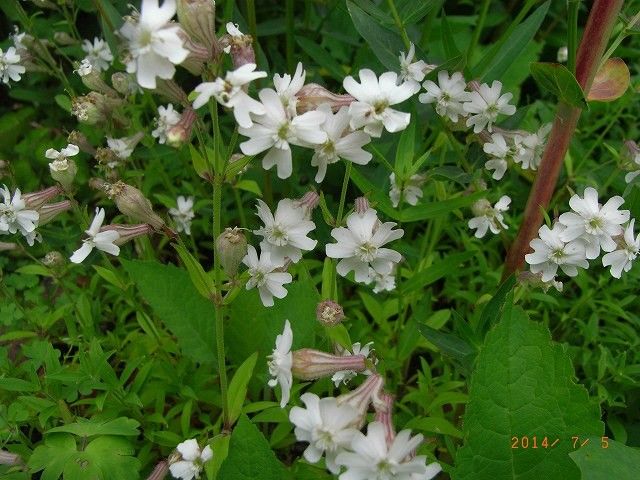 今年の野草２４