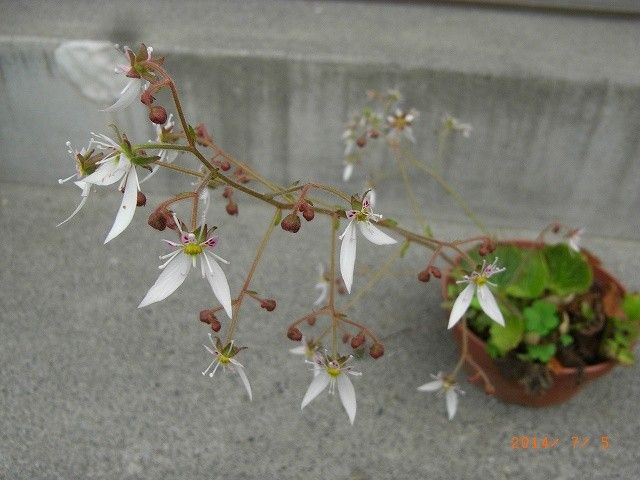 今年の野草２７