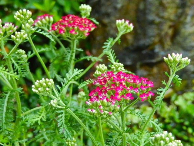 Achillea millefolium 'Cassis'