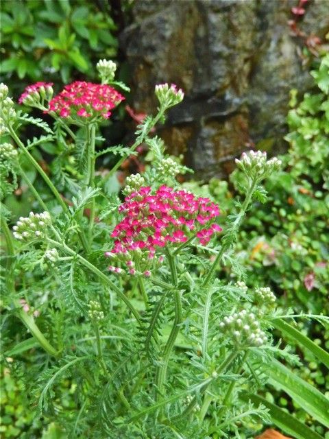 Achillea millefolium 'Cassis'