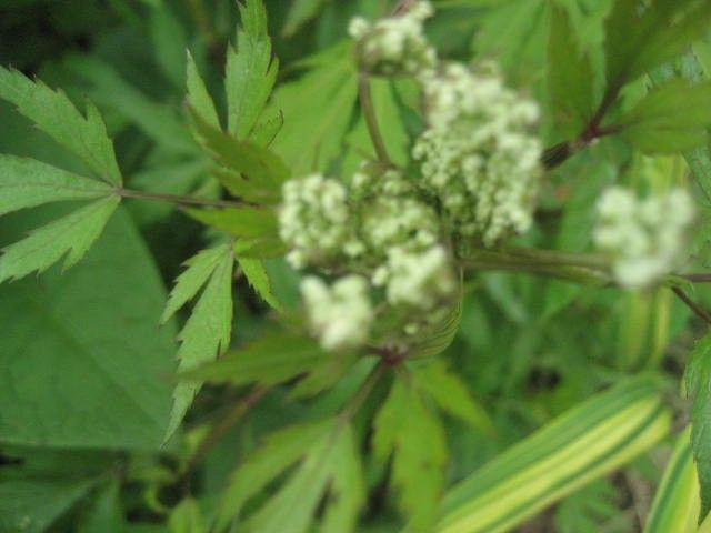 トウキにやっと花が・・