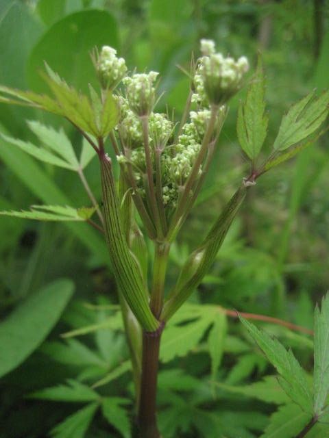 トウキにやっと花が・・