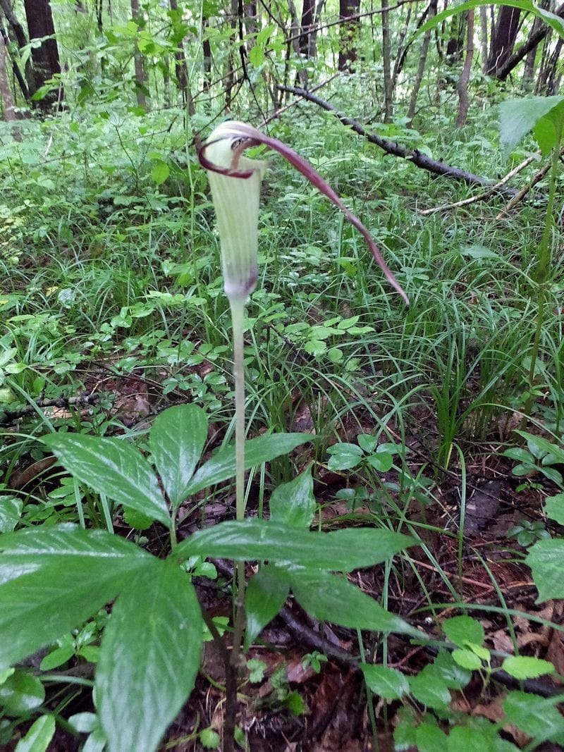 カルイザワテンナンショウを探しに！！