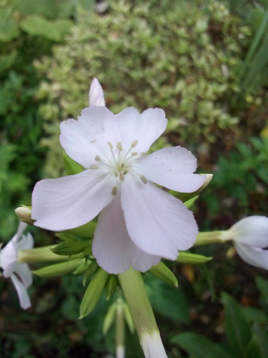 この素朴感たっぷりのお花の名前教えて下さいー