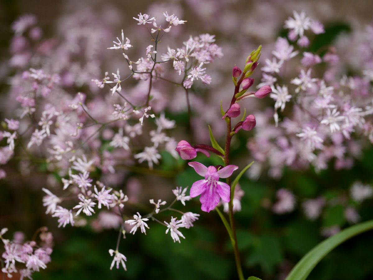 嬉しい開花です