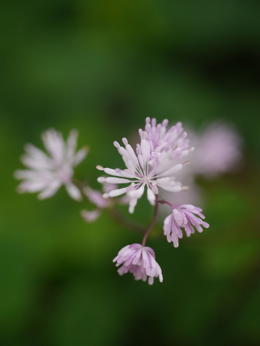 嬉しい開花です