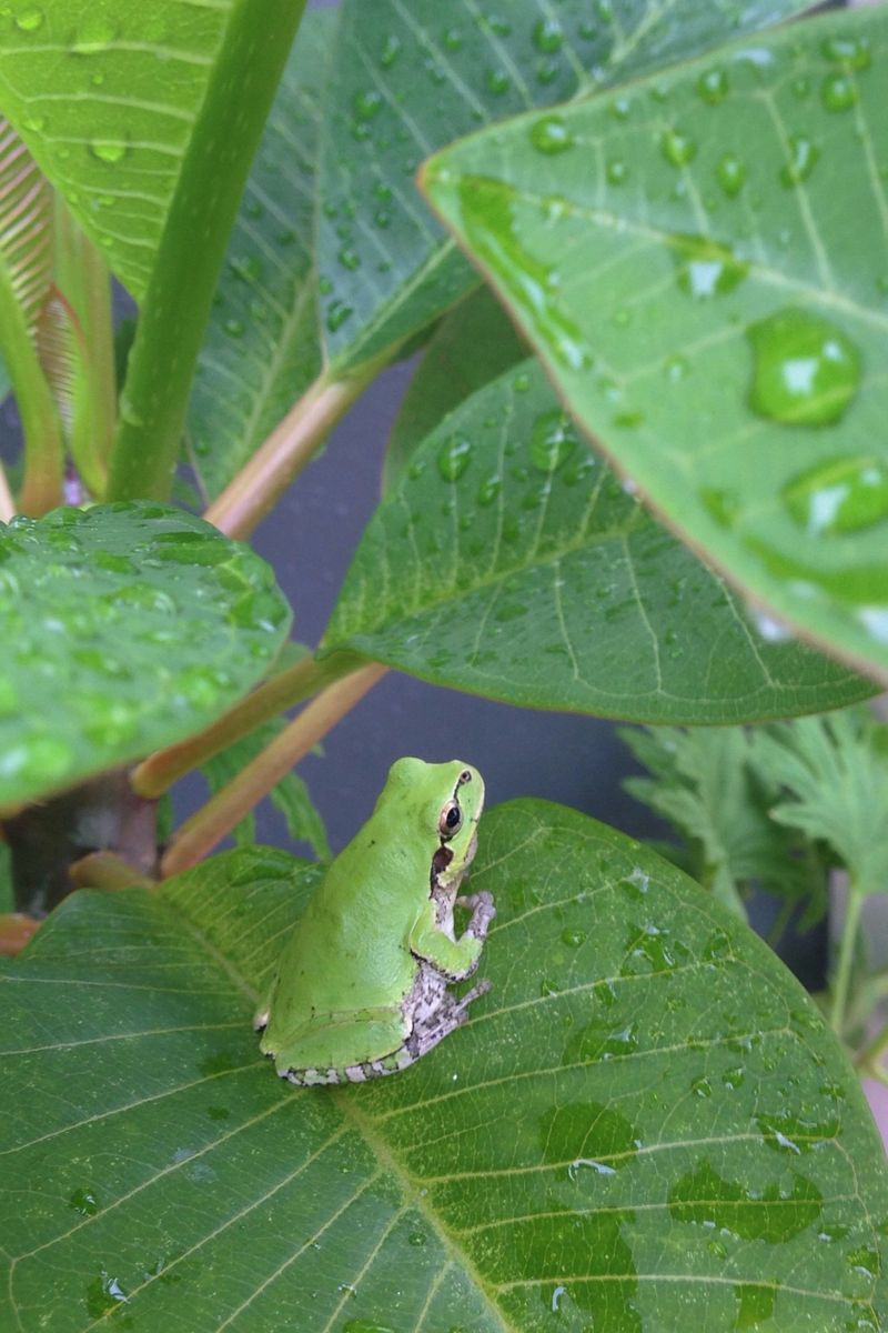 カエル