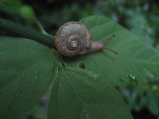 2匹のカタツムリ