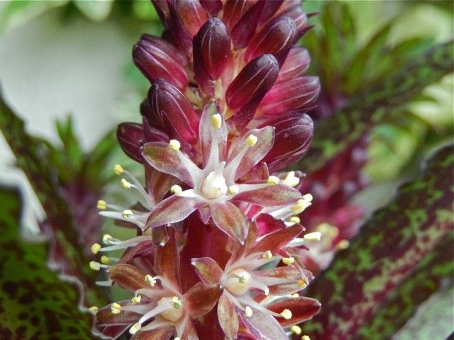 Eucomis vandermerwei