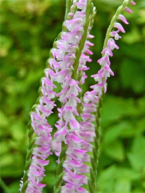 Eucomis vandermerwei