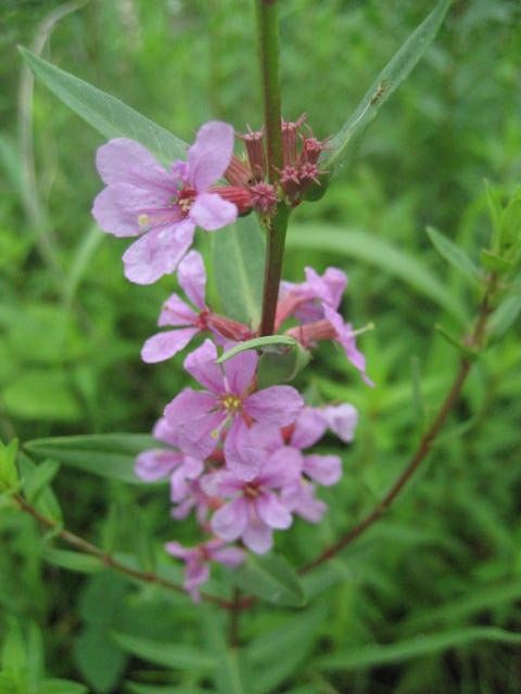 今野草園は花盛り