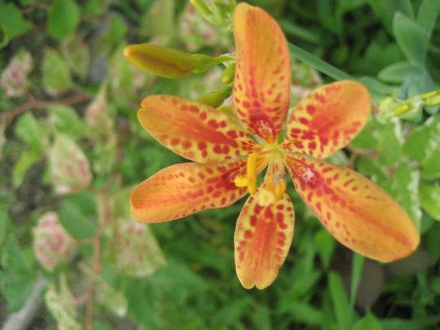 今野草園は花盛り