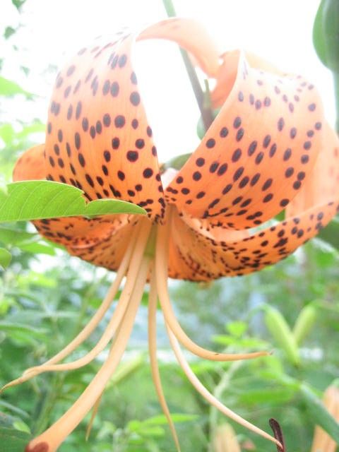 今野草園は花盛り