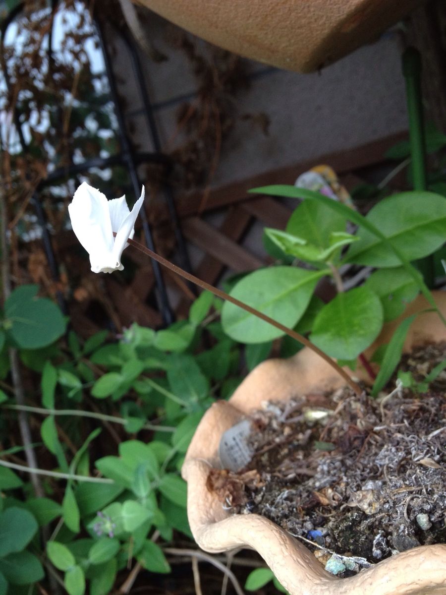 季節外れのシクラメン