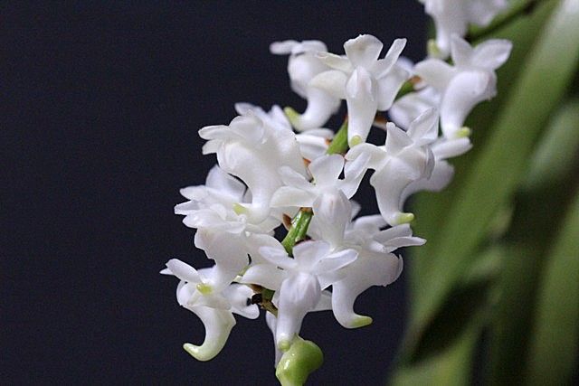 Aer.odorata f.alba 'Pure White Kana'