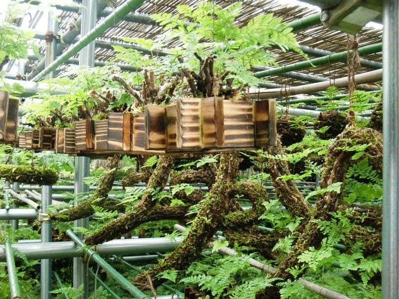 【園芸LOVE 原田が行く】釣りしのぶで得る涼感！――日本人の植物生活