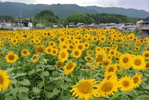 7月15日（火）奈良農場自然講座のお知らせ