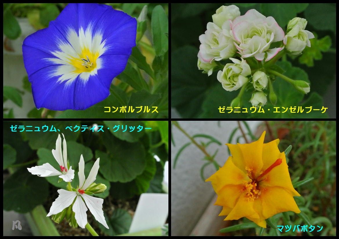 今日の花