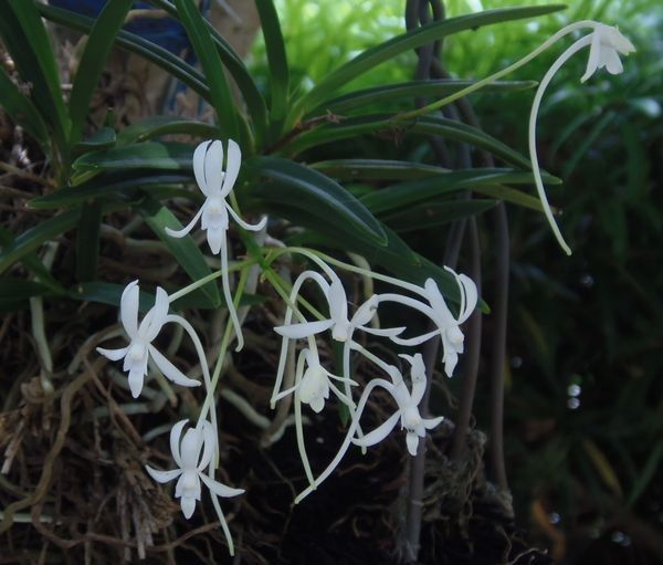 今日の花だより