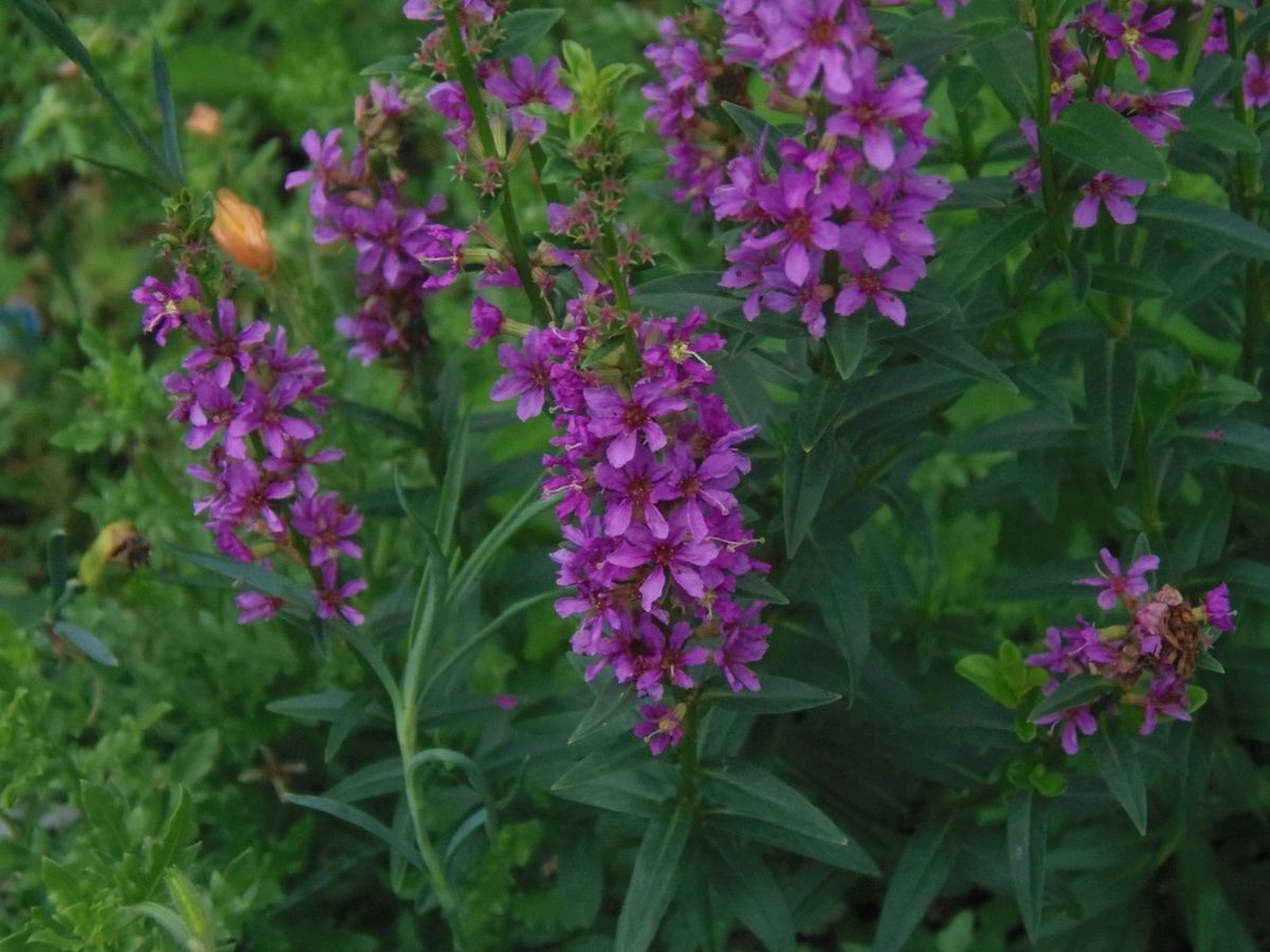 今日の花だより