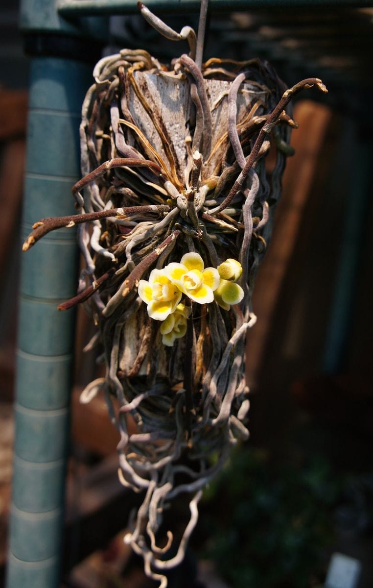 無葉ランに、また花が咲きました。