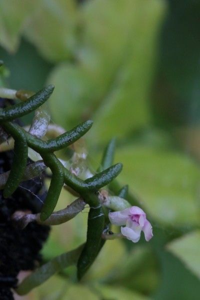 開き始めたムカデラン（注）虫の画像もあるよ