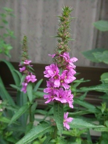 夏の花咲きました