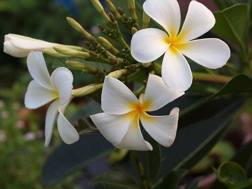 球根植え替え開始