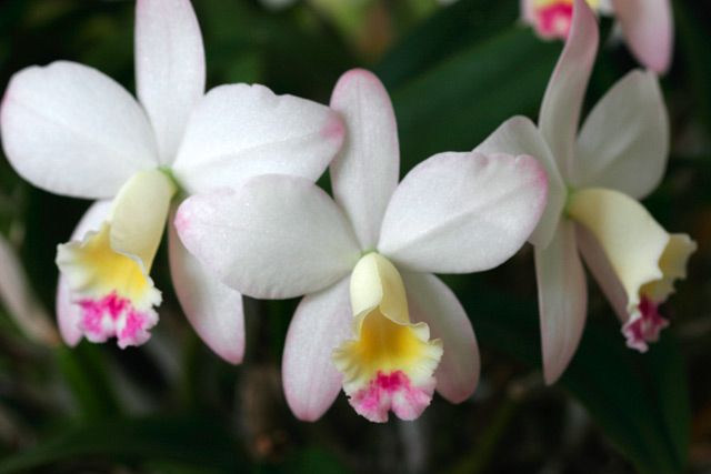 Cattlianthe Fairyland 'H & R"