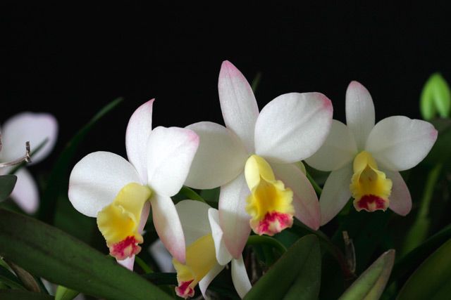 Cattlianthe Fairyland 'H & R"