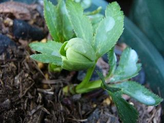 開花株③