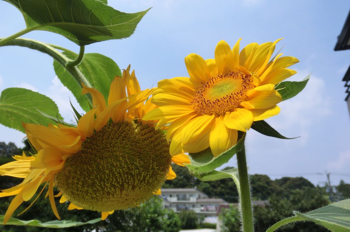 いろいろなお花たち