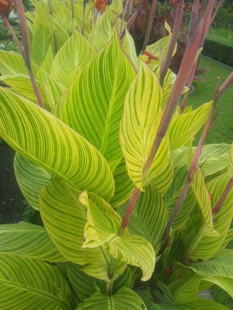 そうだ！京都へ行こう２・京都植物園