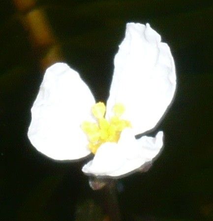 アナカリスの花が咲きました