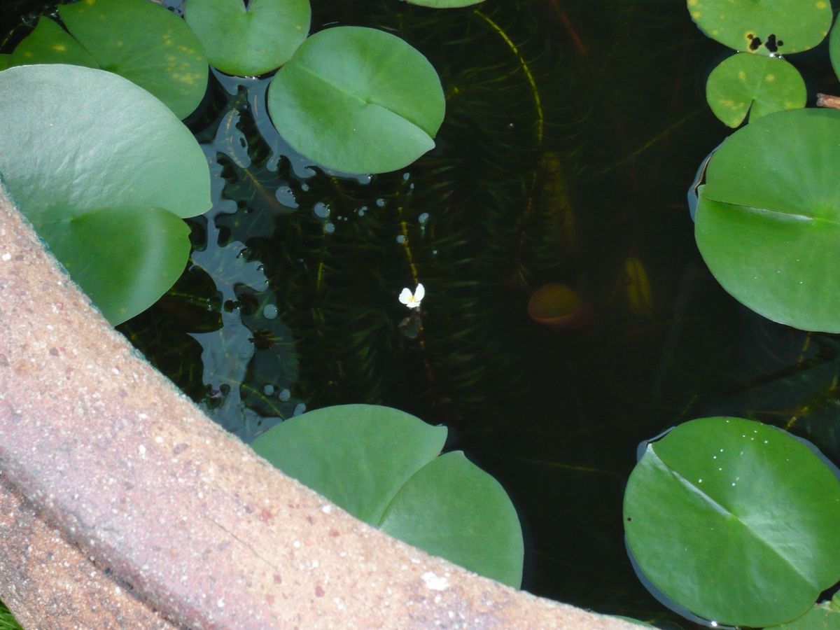 アナカリスの花が咲きました