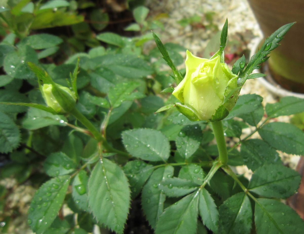 バラ３種・・・暑さにもめげず開花