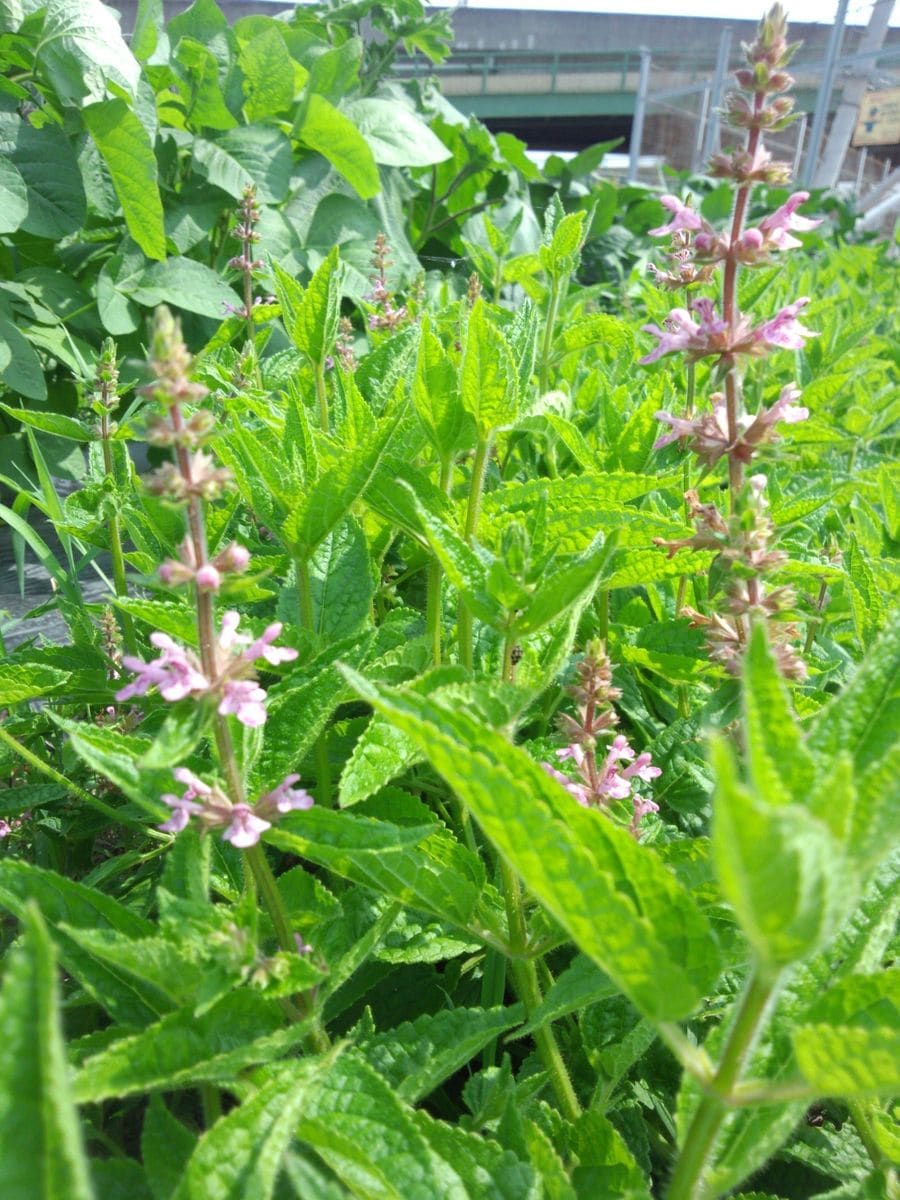 チョロギの花 とツノナスの花