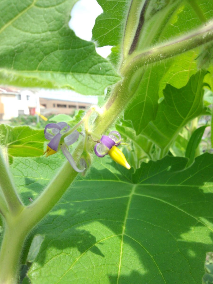 チョロギの花 とツノナスの花