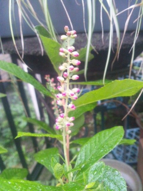 リョウブの開花