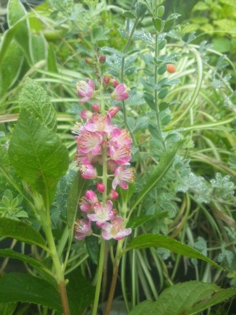 リョウブの開花