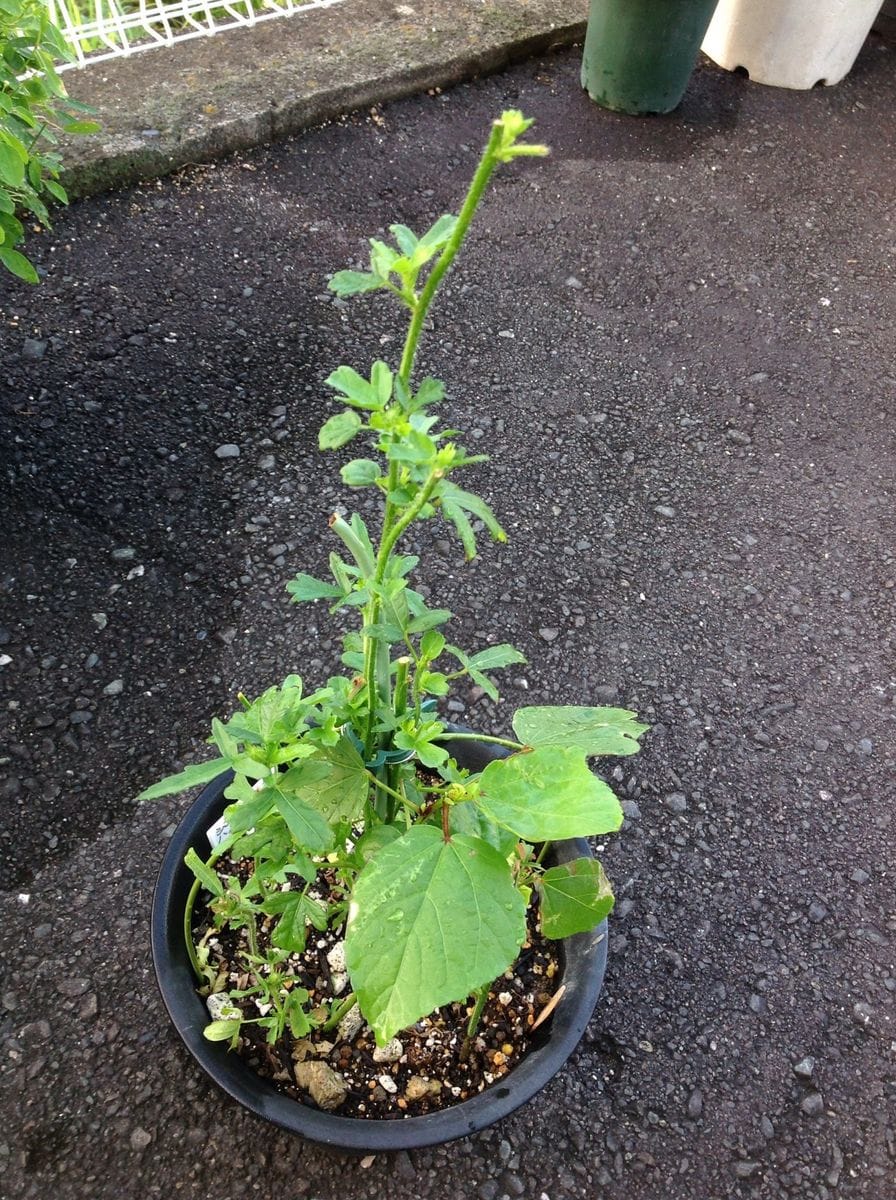 挿し芽でどんどん増えるよ〜*\(^o^)/*