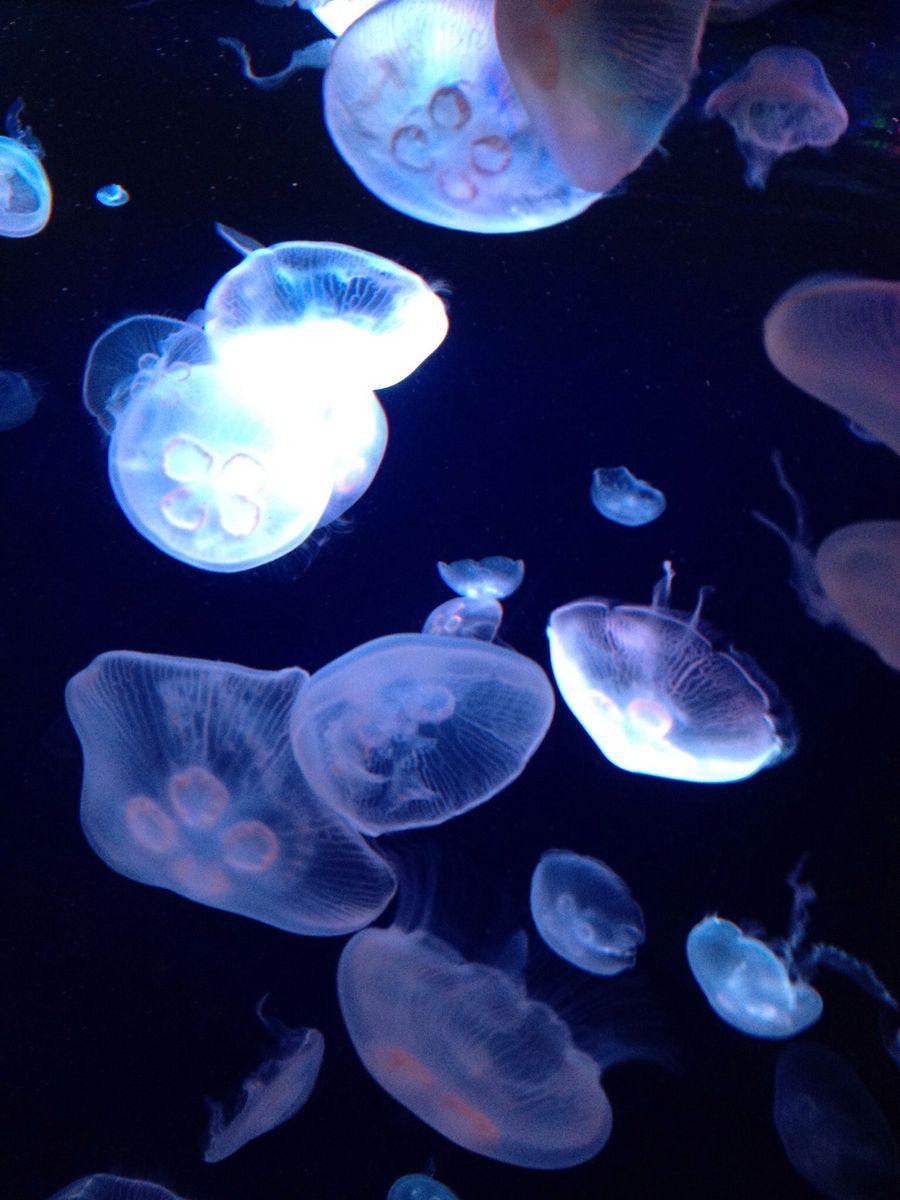 夏はスタミナと涼しい水族館