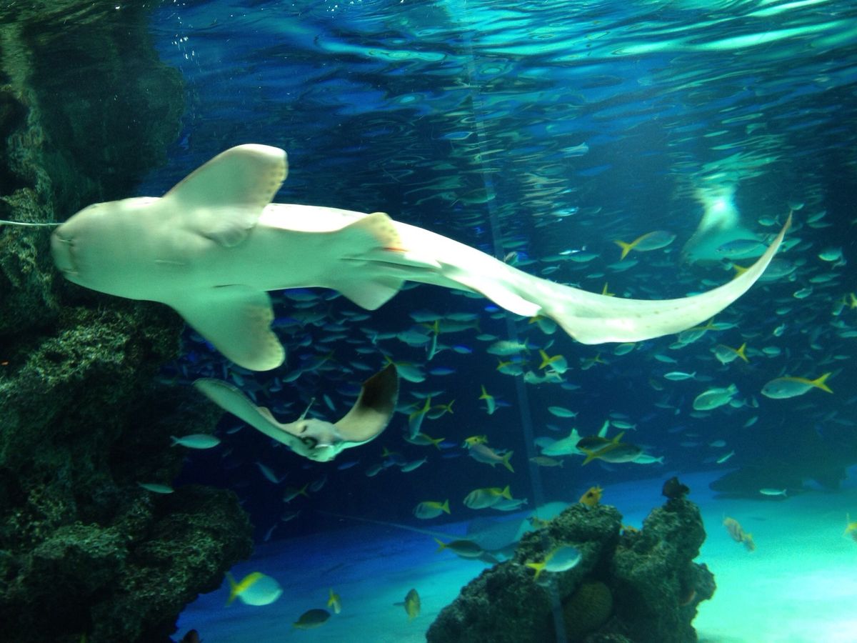 夏はスタミナと涼しい水族館