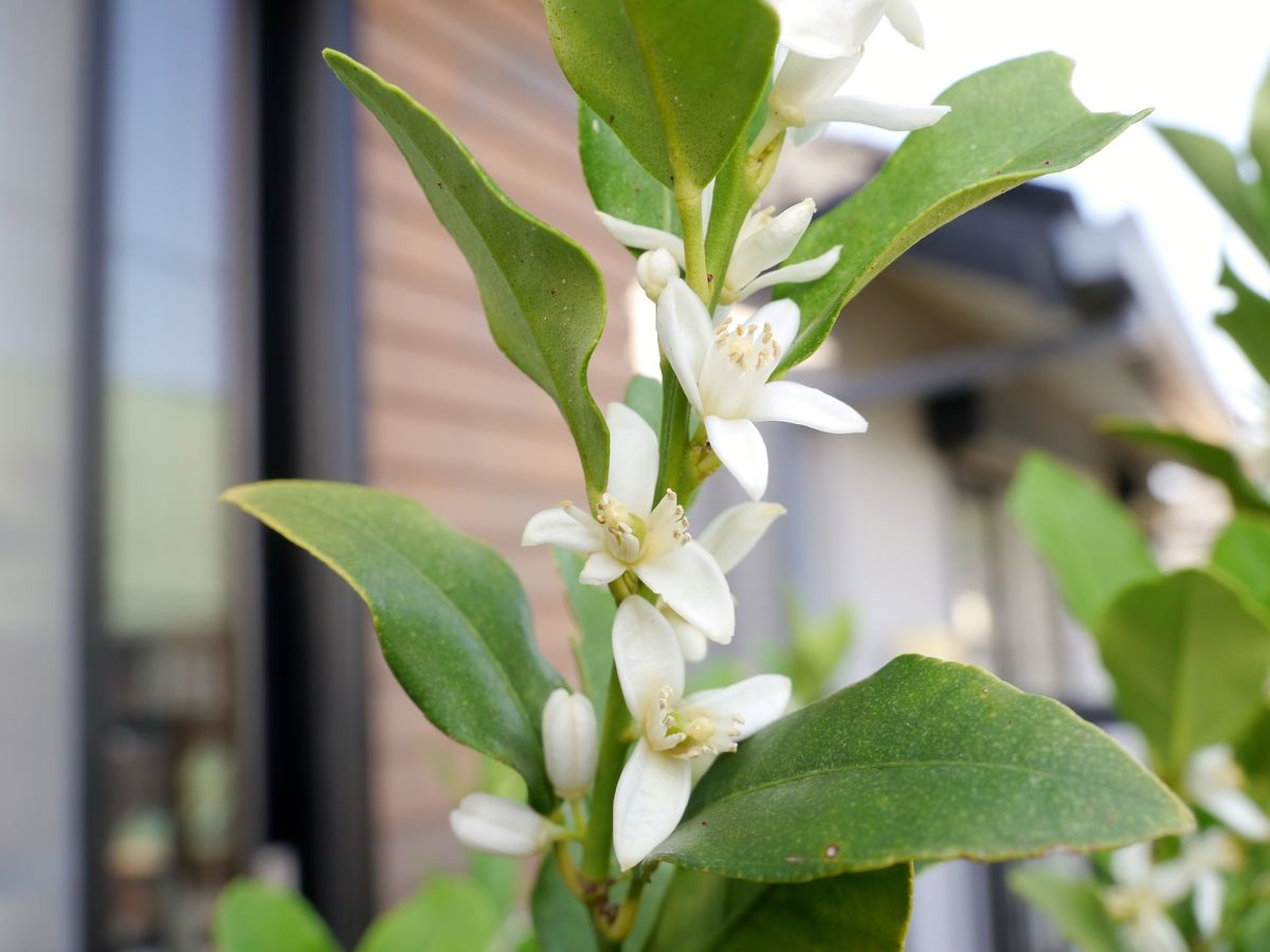 キンカンの開花