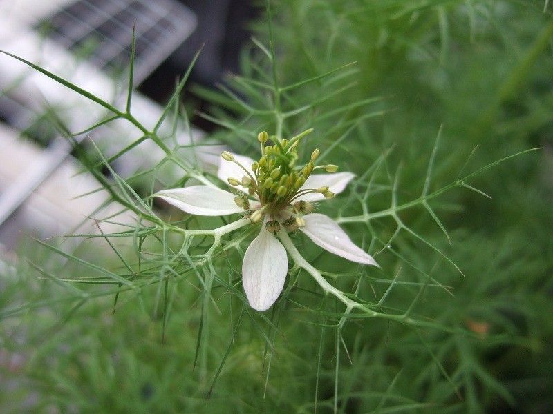 開花しました。