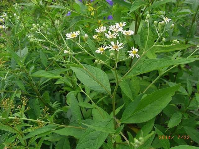 今年の野草２９