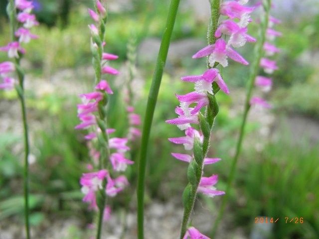 今年の野草３０