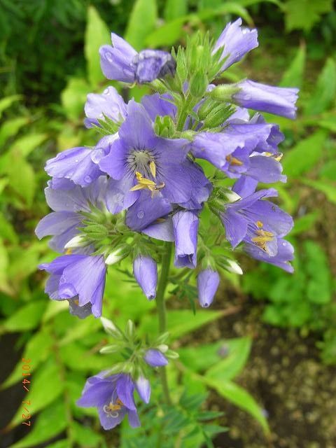 今年の野草３３