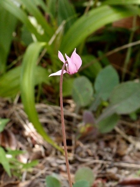 開花１号